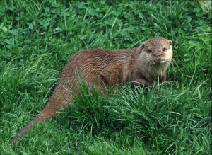 Otter, published with the kind permission of the photographer Anthony Pioli